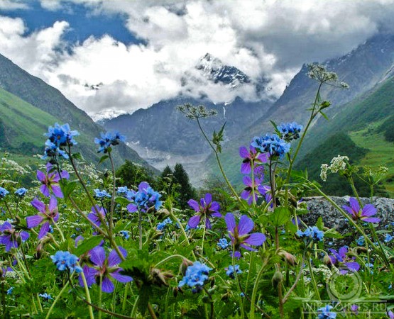 Долина цветов на wikipoints.ru