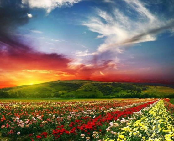 Долина цветов на wikipoints.ru