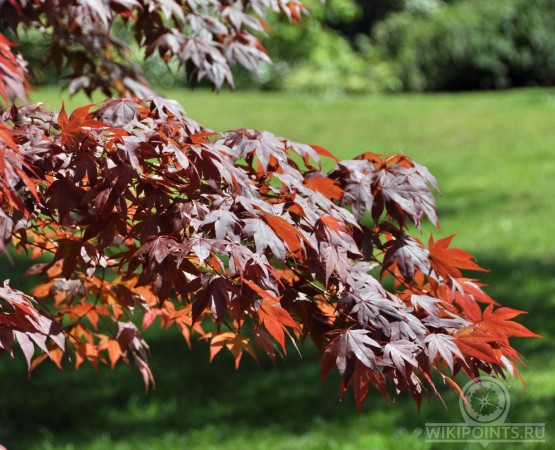 Сады Эксбери на wikipoints.ru