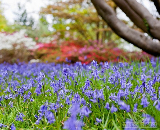 Сады Эксбери на wikipoints.ru