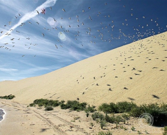 Куршская коса на wikipoints.ru