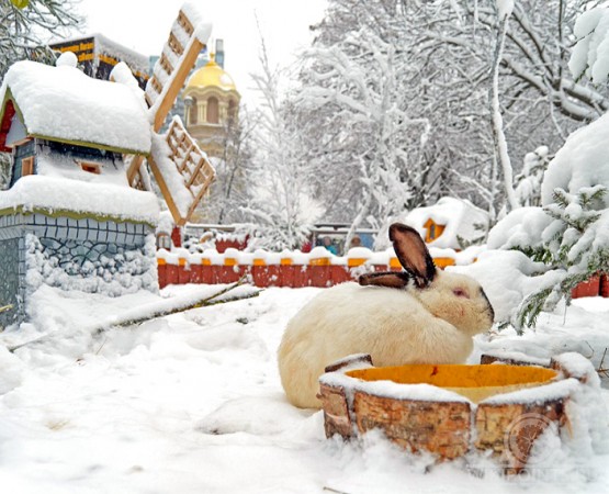 Кроличий городок на wikipoints.ru