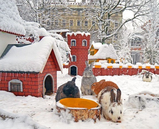 Кроличий городок на wikipoints.ru