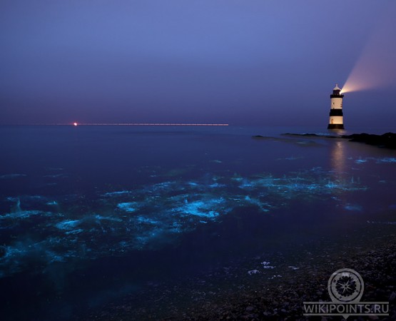 Светящийся пляж на wikipoints.ru