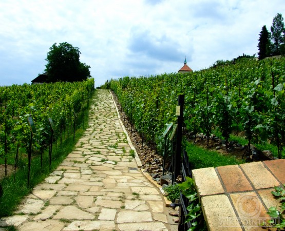 Пражский ботанический сад на wikipoints.ru