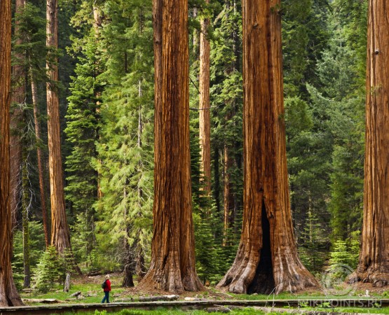 Национальный парк Секвойя на wikipoints.ru