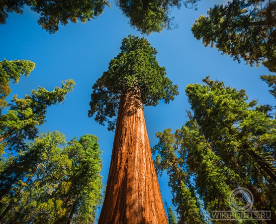 Национальный парк Секвойя на wikipoints.ru