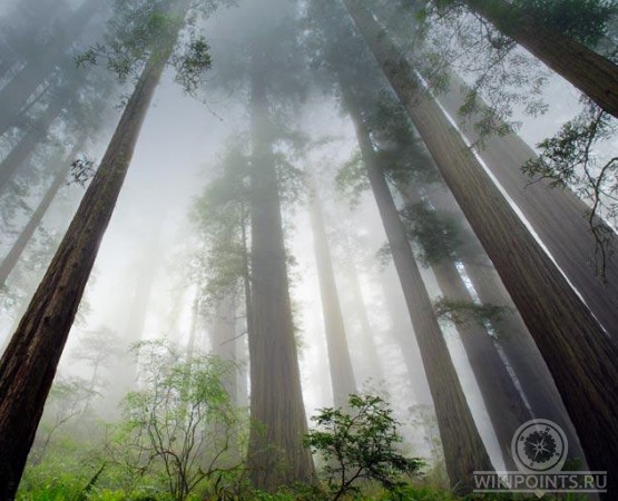 Национальный парк Редвуд на wikipoints.ru