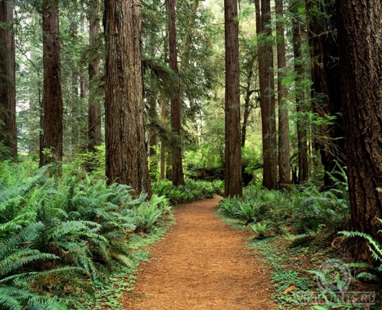 Национальный парк Редвуд на wikipoints.ru
