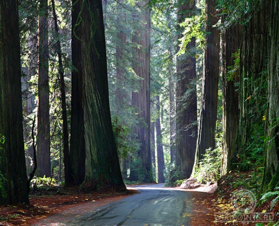 Национальный парк Редвуд на wikipoints.ru