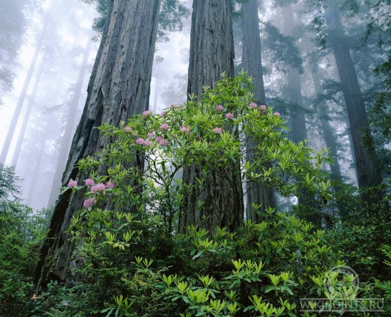 Национальный парк Редвуд на wikipoints.ru