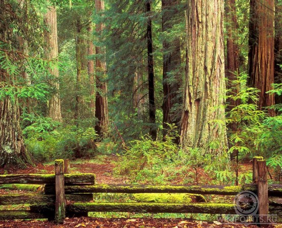Национальный парк Редвуд на wikipoints.ru
