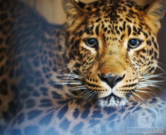 Зоокомплекс Три Медведя на wikipoints.ru