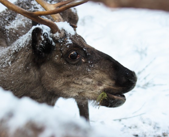 Зоокомплекс Три Медведя на wikipoints.ru