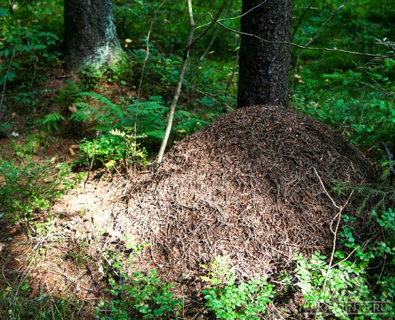 Памятник природы Комаровский берег на wikipoints.ru