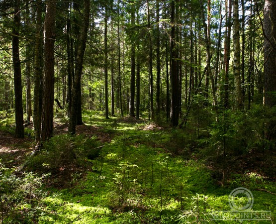 Памятник природы Комаровский берег на wikipoints.ru