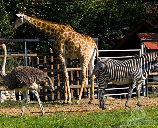 Московский зоопарк на wikipoints.ru