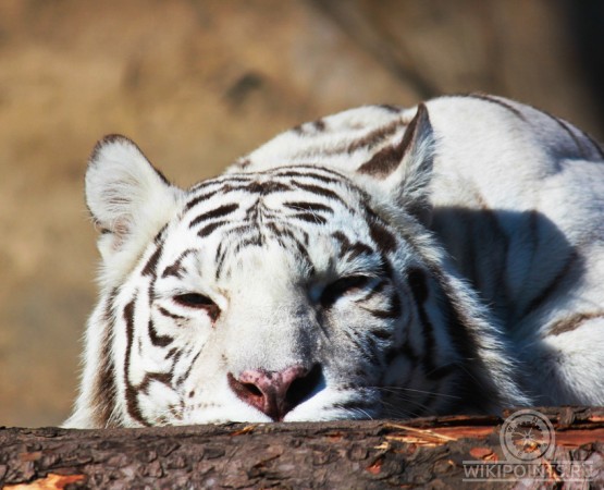 Московский зоопарк на wikipoints.ru