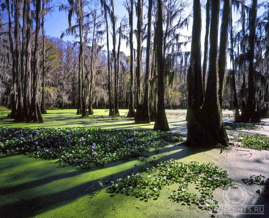 Озеро Каддо на wikipoints.ru