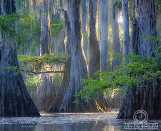 Озеро Каддо на wikipoints.ru