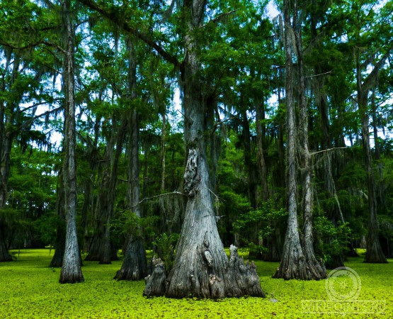Озеро Каддо на wikipoints.ru