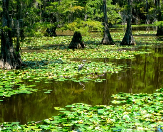 Озеро Каддо на wikipoints.ru