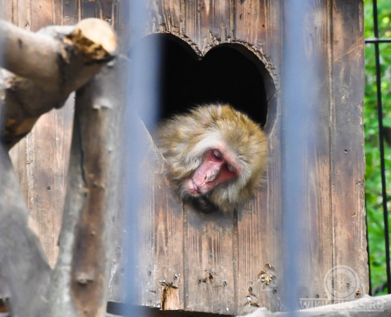 Новосибирский зоопарк на wikipoints.ru