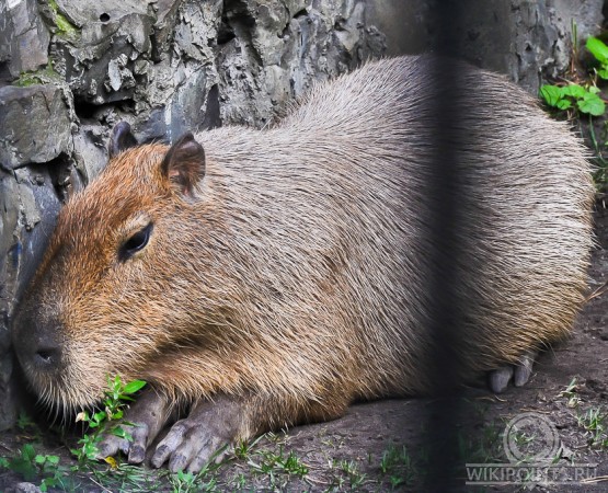 Новосибирский зоопарк на wikipoints.ru