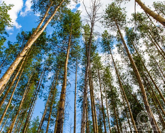 Национальный парк Бузулукский бор на wikipoints.ru
