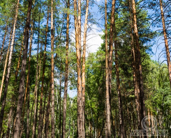 Национальный парк Бузулукский бор на wikipoints.ru