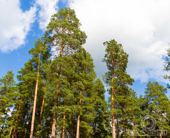 Национальный парк Бузулукский бор на wikipoints.ru