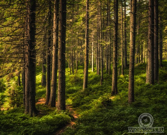 Национальный парк Бузулукский бор на wikipoints.ru