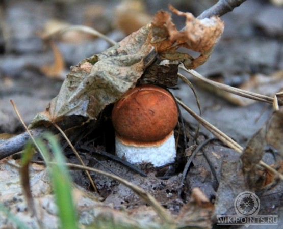 Ичалковский бор на wikipoints.ru