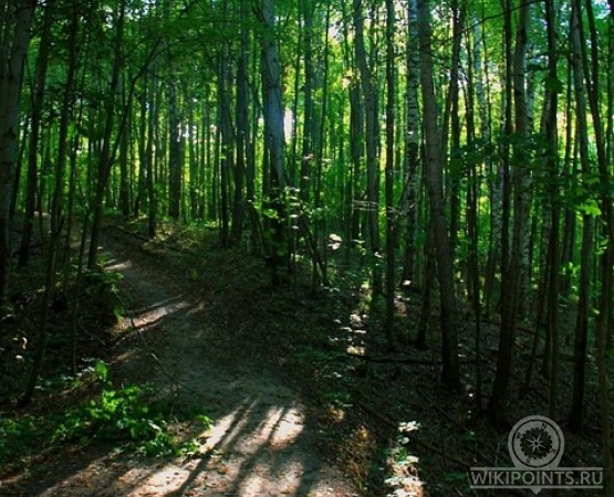 Ичалковский бор на wikipoints.ru