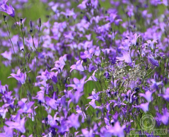 Свято озеро на wikipoints.ru