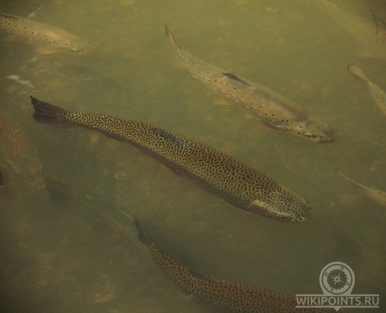 Форелевое хозяйство Чернореченское на wikipoints.ru