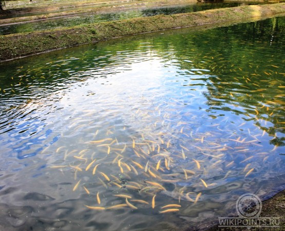 Форелевое хозяйство Чернореченское на wikipoints.ru