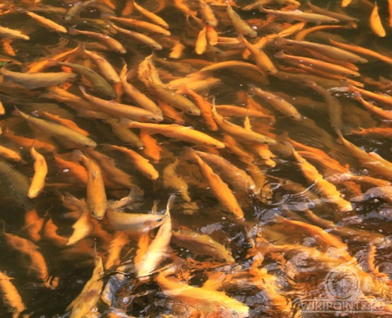 Форелевое хозяйство Чернореченское на wikipoints.ru