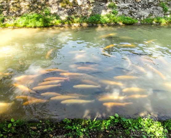 Форелевое хозяйство Чернореченское на wikipoints.ru