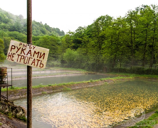 Форелевое хозяйство Чернореченское на wikipoints.ru