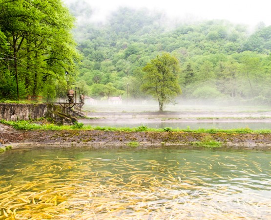 Форелевое хозяйство Чернореченское на wikipoints.ru