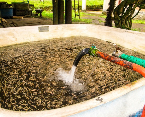 Форелевое хозяйство Чернореченское на wikipoints.ru