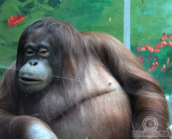 Ижевский зоопарк на wikipoints.ru