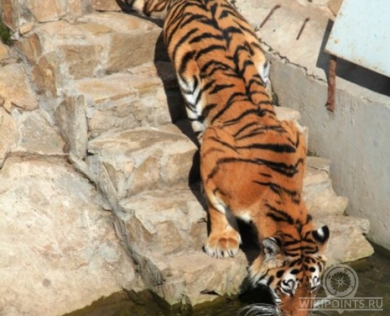Ижевский зоопарк на wikipoints.ru
