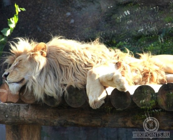 Ижевский зоопарк на wikipoints.ru