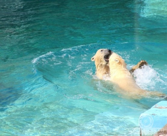 Ижевский зоопарк на wikipoints.ru