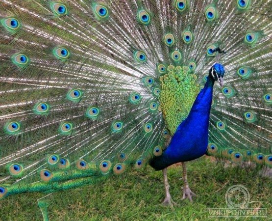 Ижевский зоопарк на wikipoints.ru