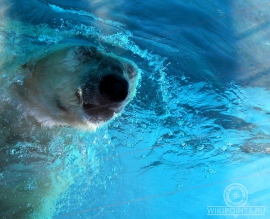 Ижевский зоопарк на wikipoints.ru