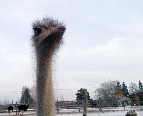 Экоферма Изборский Страус на wikipoints.ru