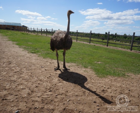 Экоферма Изборский Страус на wikipoints.ru